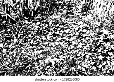 Distressed background in black and white texture with leafs, grass, scratches and lines. Abstract vector illustration.