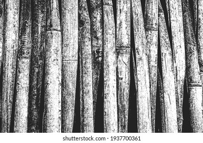 Distressed overlay bamboo, indian cane texture, grunge background. abstract halftone vector illustration