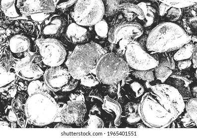 Distressed overlay closeup texture of chestnut. grunge black and white background. abstract halftone vector illustration