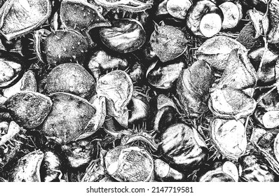 Distressed overlay closeup texture of chestnut. grunge black and white background. abstract halftone vector illustration