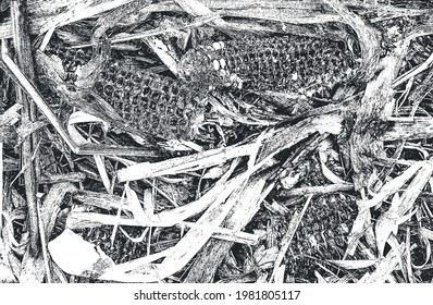 Distressed overlay closeup texture of corn. grunge black and white background. abstract halftone vector illustration