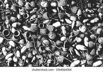 Distressed overlay closeup texture of oak acorns. grunge black and white background. abstract halftone vector illustration