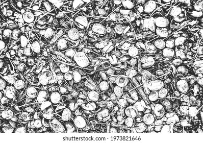 Distressed overlay closeup texture of oak acorns. grunge black and white background. abstract halftone vector illustration
