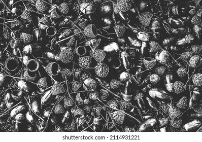 Distressed overlay closeup texture of oak acorns. grunge black and white background. abstract halftone vector illustration