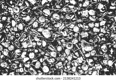 Distressed overlay closeup texture of oak acorns. grunge black and white background. abstract halftone vector illustration