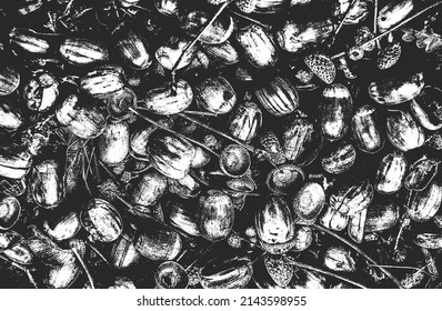 Distressed overlay closeup texture of oak acorns. grunge black and white background. abstract halftone vector illustration