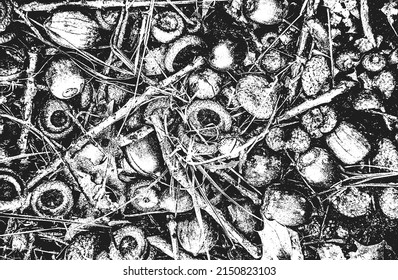 Textura de cierre de capa superpuesta de roble de bellotas. fondo negro y blanco grueso. ilustración abstracta de vector de medio tono