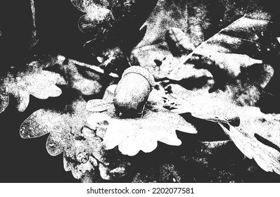 Distressed overlay closeup texture of oak acorns. grunge black and white background. abstract halftone vector illustration