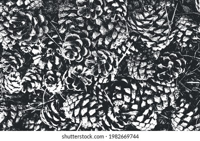 Distressed overlay closeup texture of pine cone, needles. grunge black and white background. abstract halftone vector illustration