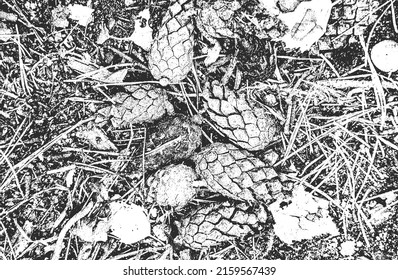 Distressed overlay closeup texture of pine cone, needles. grunge black and white background. abstract halftone vector illustration