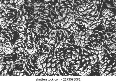 Distressed overlay closeup texture of pine cone, needles. grunge black and white background. abstract halftone vector illustration