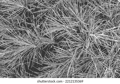 Distressed overlay closeup texture of pine cone, needles. grunge black and white background. abstract halftone vector illustration