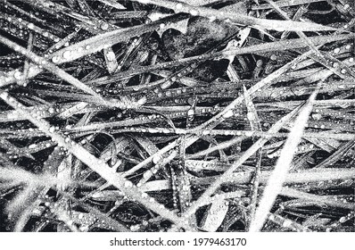 Distressed overlay grass stem texture on the ground. grunge black and white background. abstract halftone vector illustration