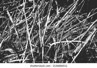 Distressed overlay grass stem texture on the ground. grunge black and white background. abstract halftone vector illustration