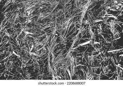 Distressed overlay grass stem texture on the ground. grunge black and white background. abstract halftone vector illustration