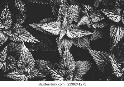 Distressed overlay mint leaf macro texture with streaks. grunge black and white background. abstract halftone vector illustration