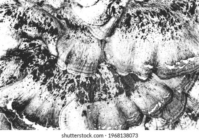 Distressed overlay texture of closeup seashell armor. grunge background. abstract halftone vector illustration
