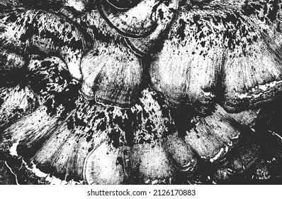 Distressed overlay texture of closeup seashell armor. grunge background. abstract halftone vector illustration