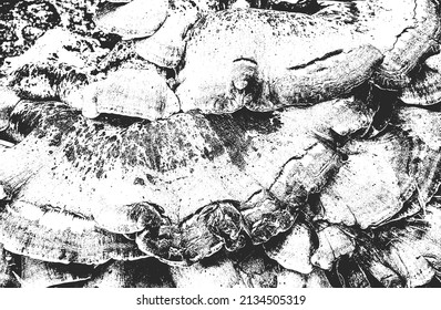 Distressed overlay texture of closeup seashell armor. grunge background. abstract halftone vector illustration