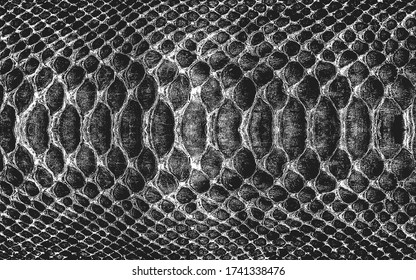 Distressed overlay texture of crocodile or snake skin leather, grunge background. abstract halftone vector illustration