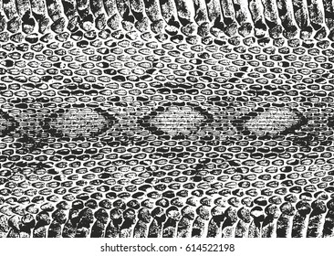 Distressed overlay texture of crocodile or snake skin leather, grunge vector background.