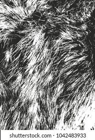 Distressed overlay texture of natural fur, grunge vector background. abstract halftone vector illustration