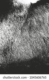 Distressed overlay texture of natural fur, grunge vector background. abstract halftone vector illustration