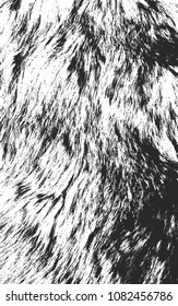 Distressed overlay texture of natural fur, grunge vector background. abstract halftone vector illustration