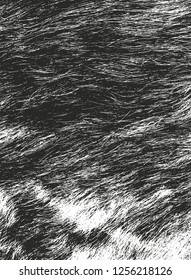 Distressed overlay texture of natural fur, grunge vector background. abstract halftone vector illustration