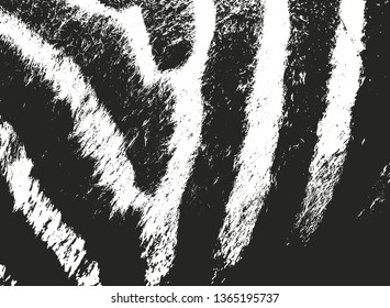 Distressed overlay texture of natural fur, grunge vector background. abstract halftone vector illustration