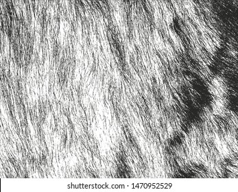 Distressed overlay texture of natural fur, grunge vector background. abstract halftone vector illustration