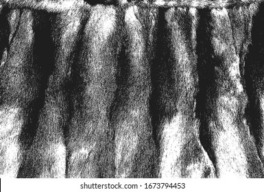 Distressed overlay texture of natural fur, grunge vector background. abstract halftone vector illustration