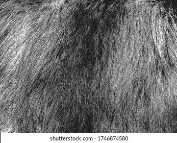 Distressed overlay texture of natural fur, grunge vector background. abstract halftone vector illustration