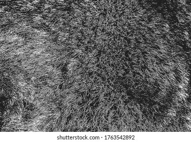 Distressed overlay texture of natural fur, grunge vector background. abstract halftone vector illustration