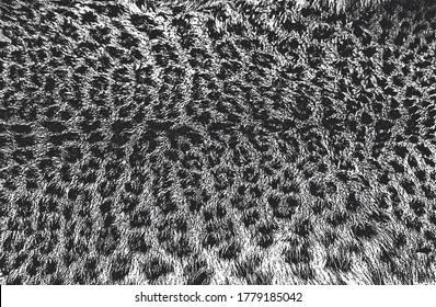 Distressed overlay texture of natural fur, grunge vector background. abstract halftone vector illustration