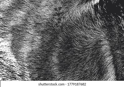Distressed overlay texture of natural fur, grunge vector background. abstract halftone vector illustration