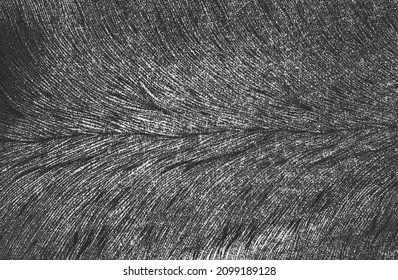 Distressed overlay texture of natural fur, grunge vector background. abstract halftone vector illustration