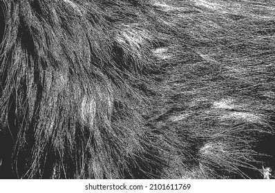 Distressed overlay texture of natural fur, grunge vector background. abstract halftone vector illustration