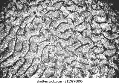 Distressed overlay texture of natural fur, grunge vector background. abstract halftone vector illustration
