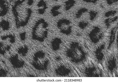 Distressed overlay texture of natural fur, grunge vector background. abstract halftone vector illustration