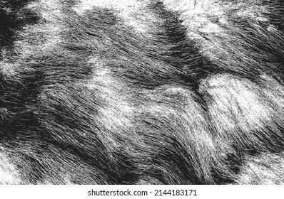 Distressed overlay texture of natural fur, grunge vector background. abstract halftone vector illustration