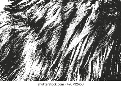 Distressed overlay texture of natural fur, grunge vector background. abstract halftone vector illustration