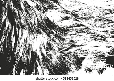 Distressed overlay texture of natural fur, grunge vector background. abstract halftone vector illustration