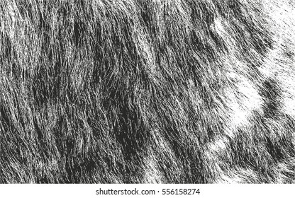 Distressed overlay texture of natural fur, grunge vector background. abstract halftone vector illustration