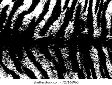 Distressed overlay texture of natural fur, grunge vector background.