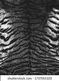 Textura superpuesta angustiada de piel natural de tigre, fondo vectorial de grunge. ilustración abstracta de vector de medio tono