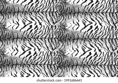 Distressed overlay texture of natural tiger fur, grunge vector background. abstract halftone vector illustration