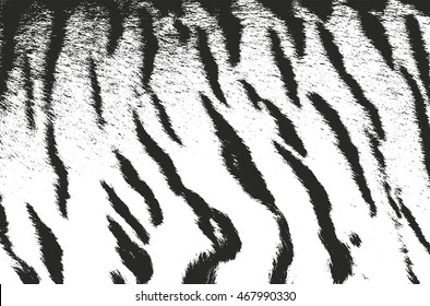Textura superpuesta en peligro de piel natural de tigre, fondo vectorial grunge. ilustración abstracta de medio tono vectorial