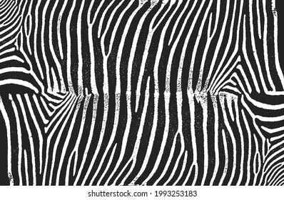 Distressed overlay texture of natural zebra fur, grunge vector background. abstract halftone vector illustration