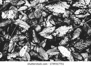 Distressed overlay texture of plant stems, dry leaves, grass. grunge black and white background. abstract halftone vector illustration